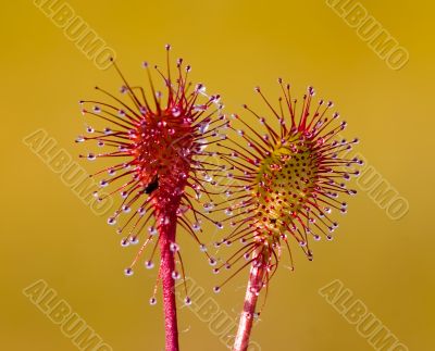 Sundew