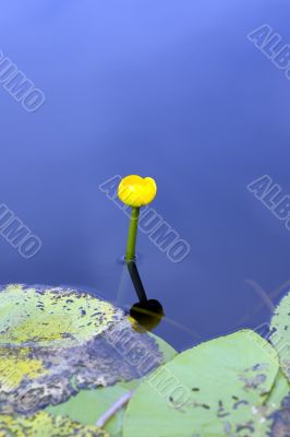 Lonely flower in a blue water