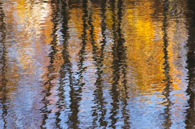 Autumn in the river
