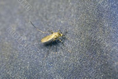 mosquito