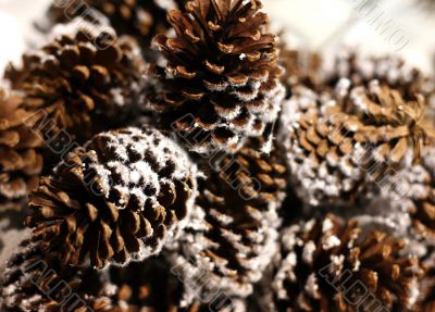 Pine cones