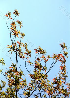 Tree with red leaves