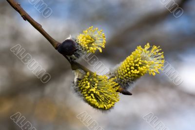 golden blossoming branch