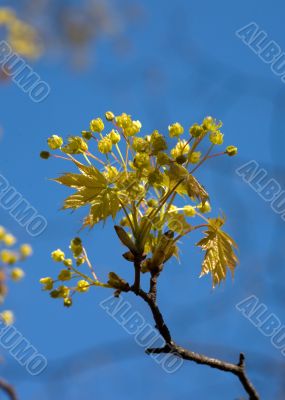 Spring maple close-up