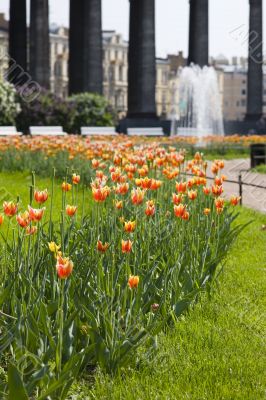 Square with tulips