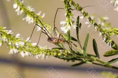Spider on a flower
