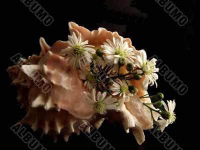 Still Life with Shell and Daisies