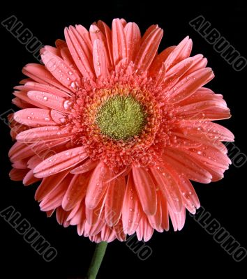 Pink Gerbera Close-up