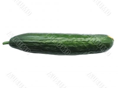 isolated cucumber