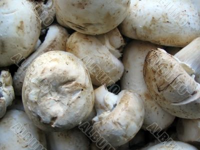 meadow mushrooms