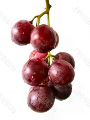 grape bunch #2