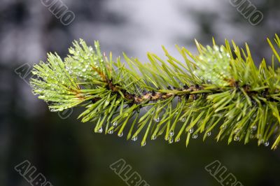 Pine branch