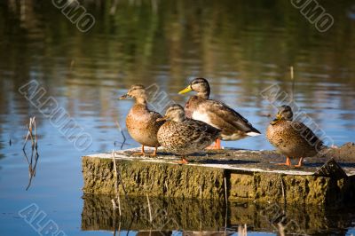 Ducks and ecology