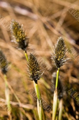 Spring on a bog