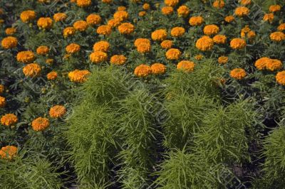 marigolds
