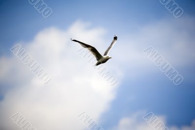 Jonathan Livingston Seagull
