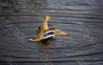 Sparks from under a wings