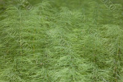 Horsetail