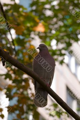 Pigeon