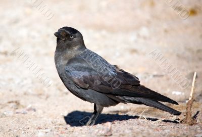 jackdaw