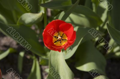 Tulip