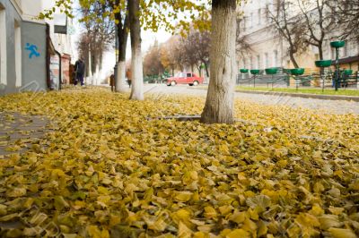 Yellow autumn foliage