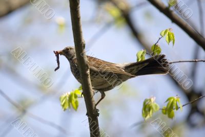Fieldfare with worm