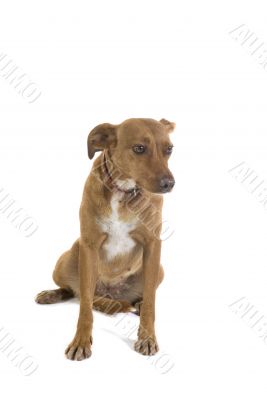 crossbreed dog