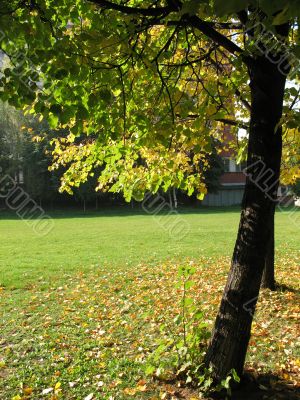 A tree in autumn park