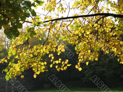 A frond in autumn park