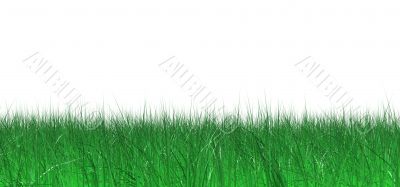 lawn of green juicy grass