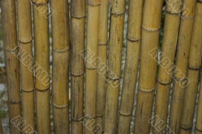 bamboo barrels