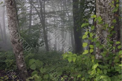 misty fog in forest