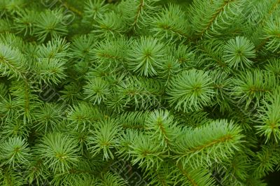 green prickly branches