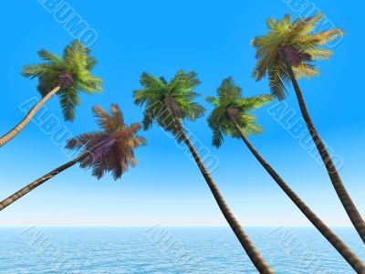 palms on an exotic tropical beach