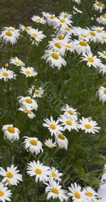 family of camomiles