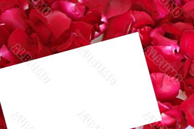 paper on a petals of a rose