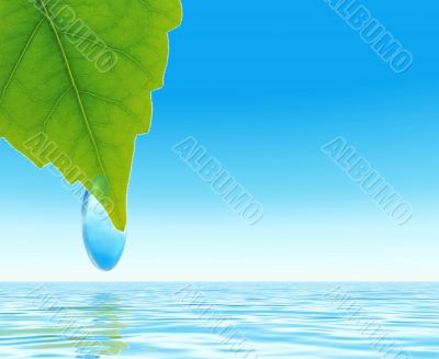 green leaf with the drop