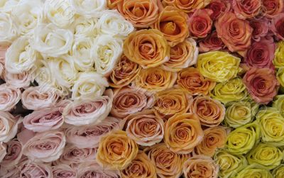 beautiful bouquet from the roses