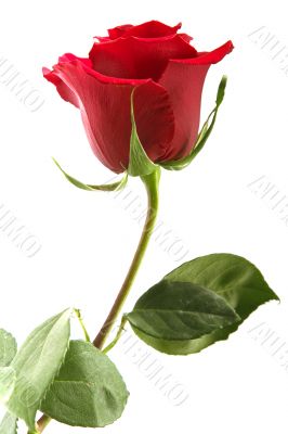 flowering rose
