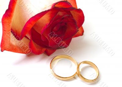 ragile rose and two wedding rings