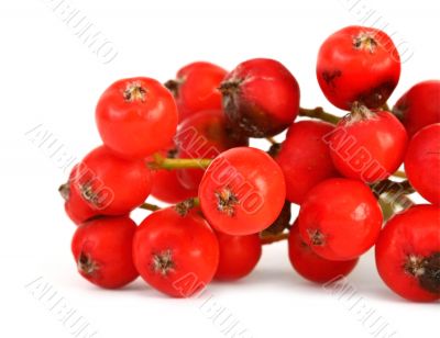 macro of rowan berries