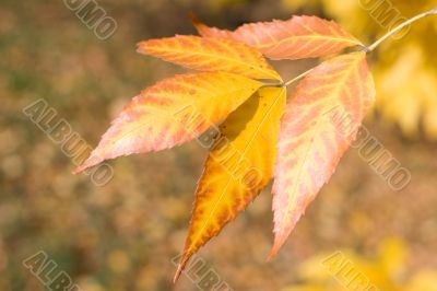 Yellow leafs