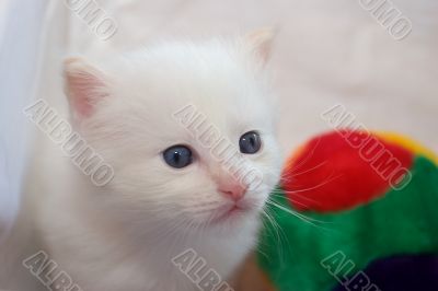 White kitten with blue eyes