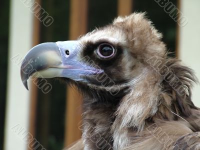 Black eagle, the portrait