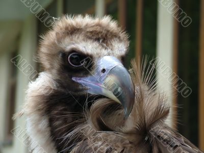 Black eagle, the portrait