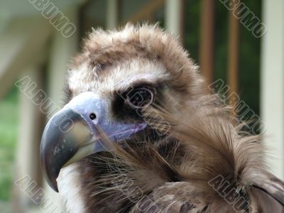 Black eagle, the portrait