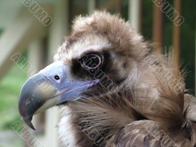 Black eagle, the portrait