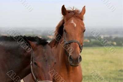 Horses
