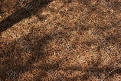 Fallen leaves